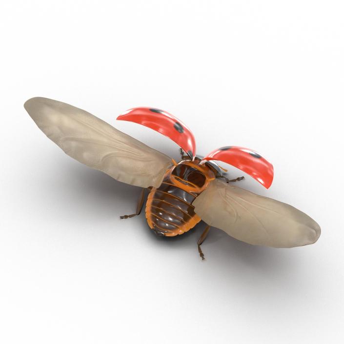 Flying Ladybug 3D model