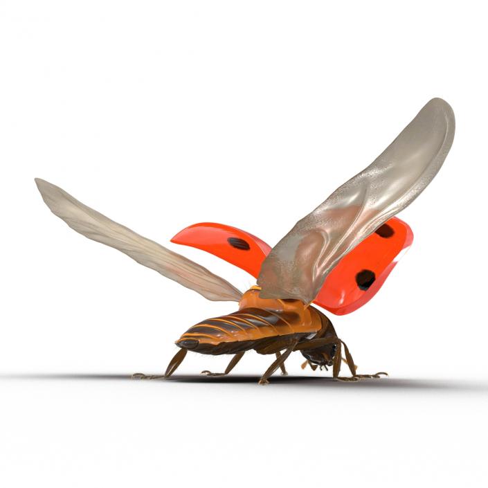 3D Flying Ladybug with Fur model