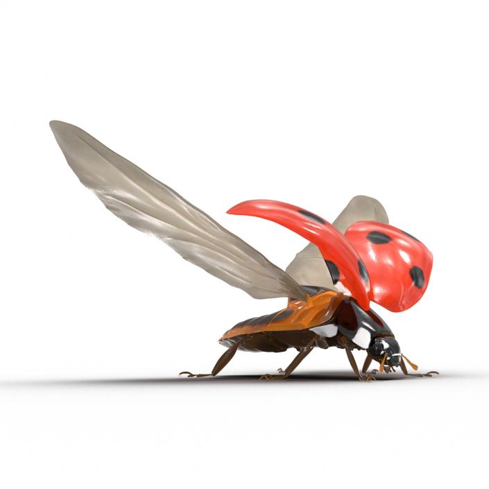 Flying Ladybug 3D model