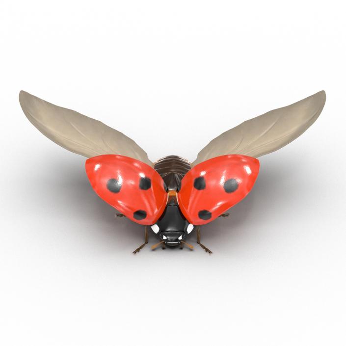 Flying Ladybug 3D model