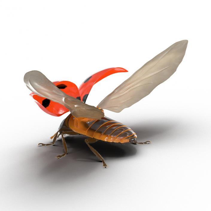 3D Flying Ladybug with Fur model