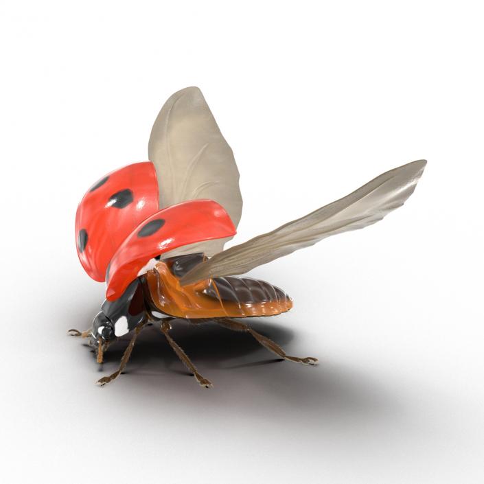 3D Flying Ladybug with Fur model