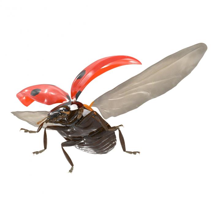 3D Flying Ladybug with Fur model