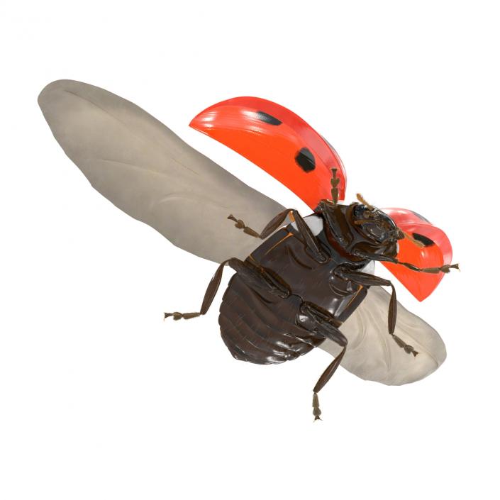 3D Flying Ladybug with Fur model