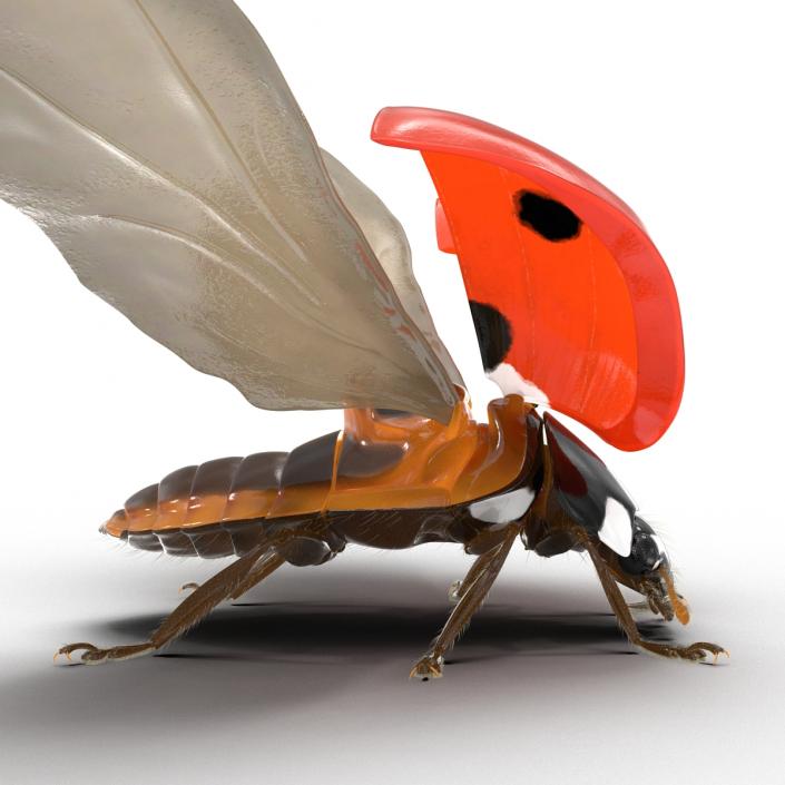 3D Flying Ladybug with Fur model