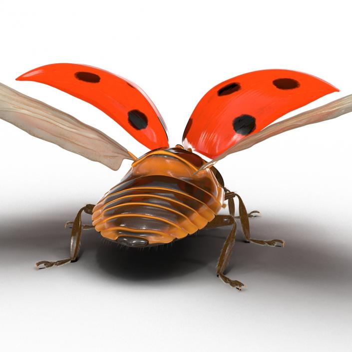 3D Flying Ladybug with Fur model