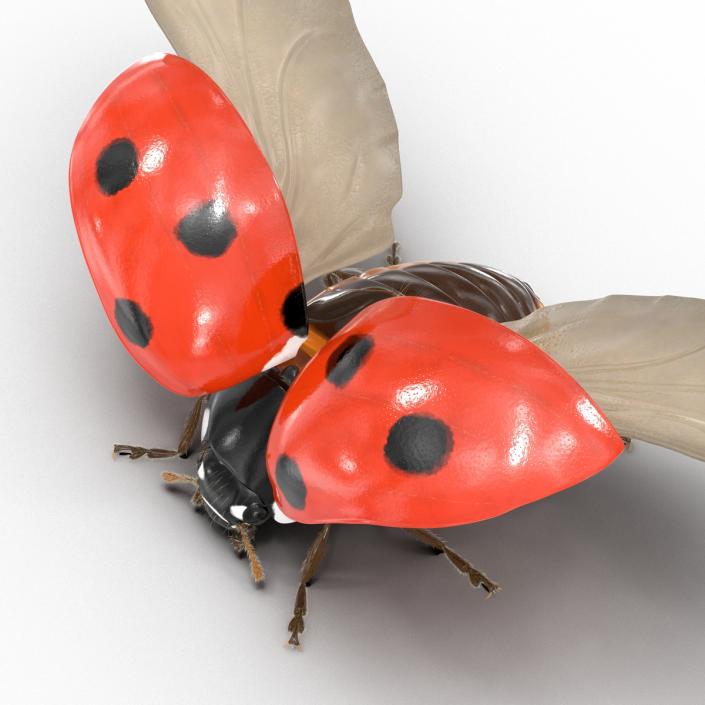 3D Flying Ladybug with Fur model