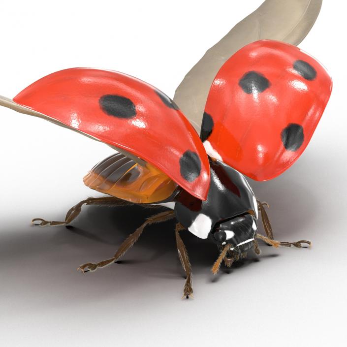 3D Flying Ladybug with Fur model