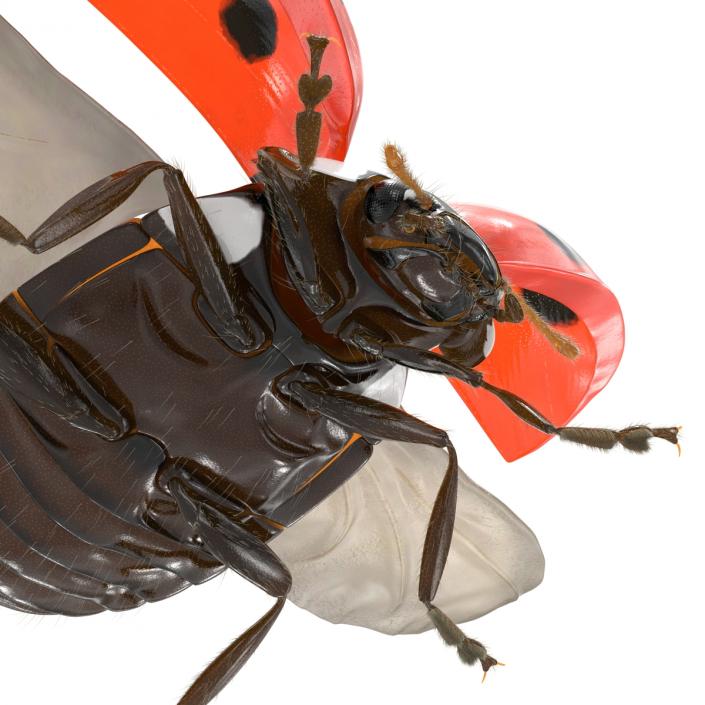 3D Flying Ladybug with Fur model