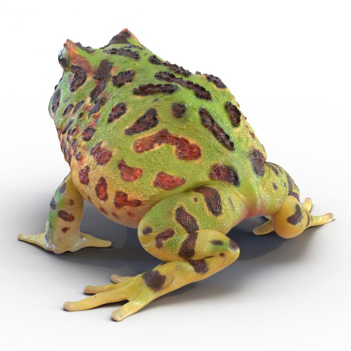 3D Pacman Frog Rigged model