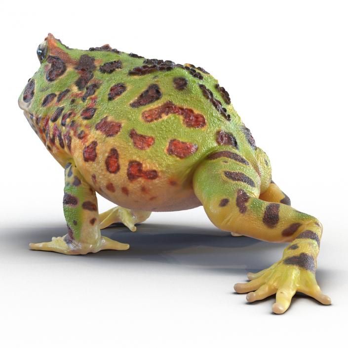 3D Pacman Frog Rigged model