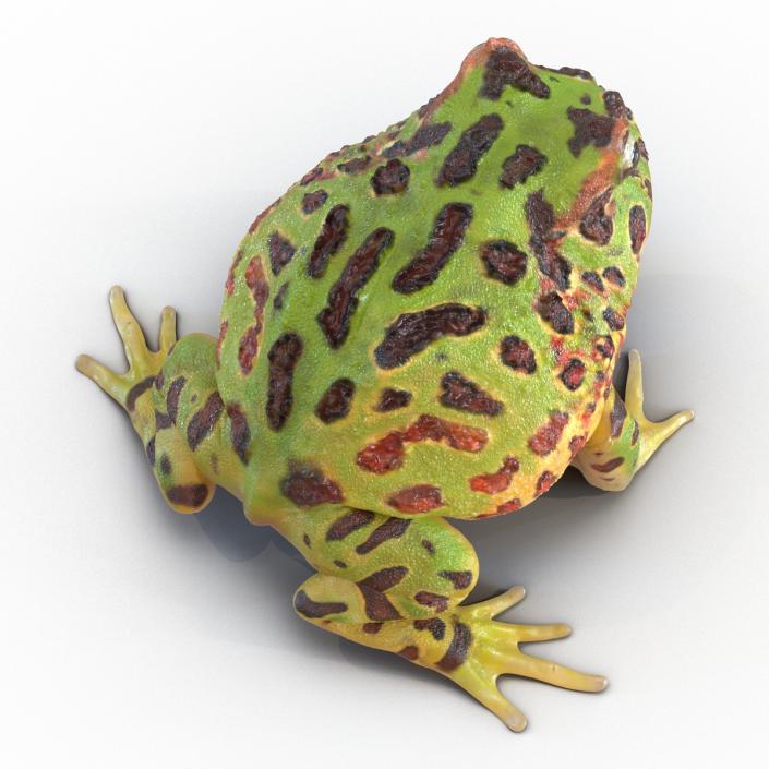 3D Pacman Frog Rigged model