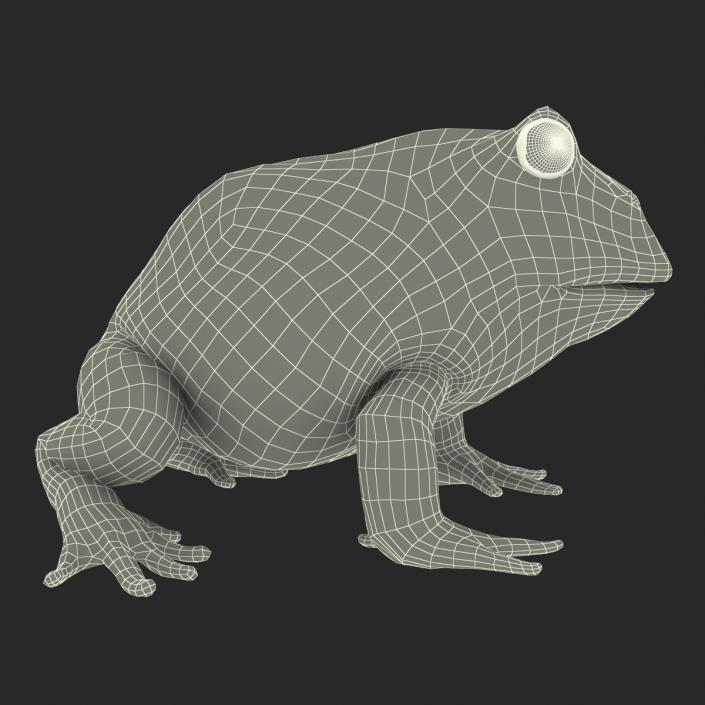 3D Pacman Frog Rigged model