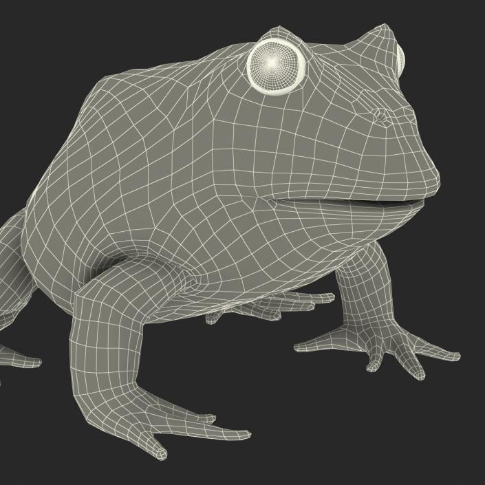 3D Pacman Frog Rigged model