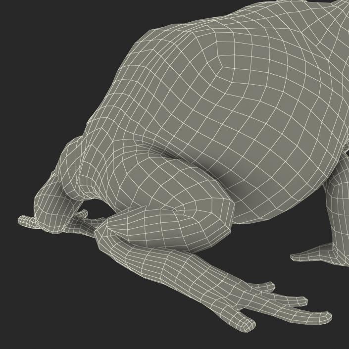 3D Pacman Frog Rigged model