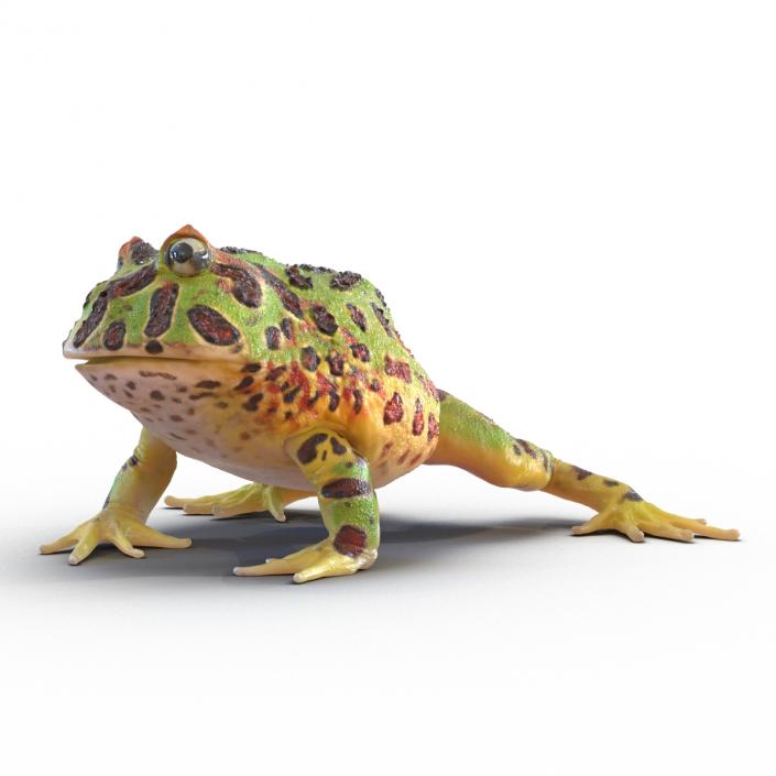 Pacman Frog Sitting Pose 3D model