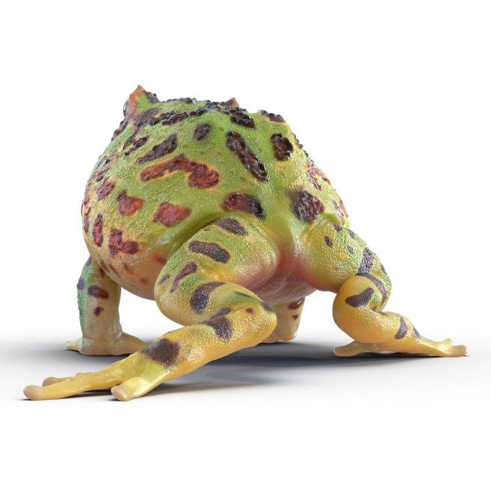 Pacman Frog Sitting Pose 3D model