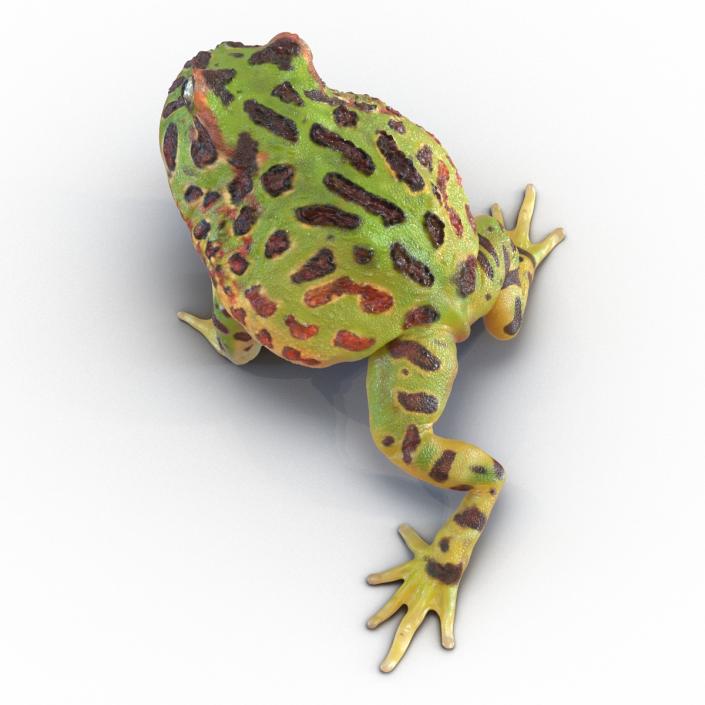 Pacman Frog Sitting Pose 3D model