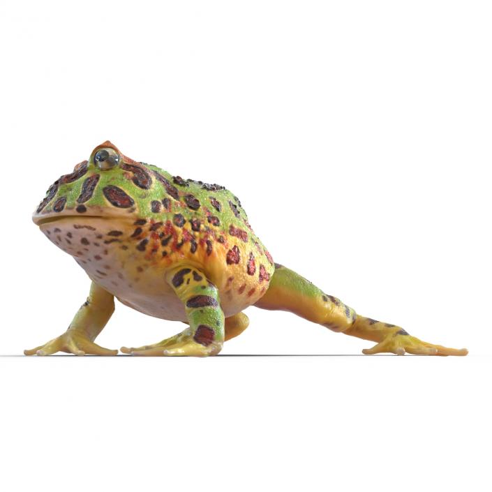 Pacman Frog Sitting Pose 3D model