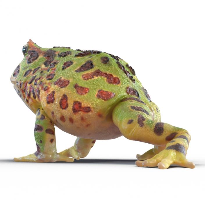 Pacman Frog Sitting Pose 3D model