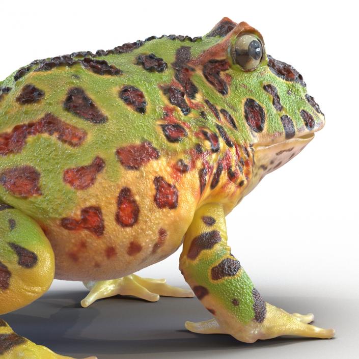 Pacman Frog Sitting Pose 3D model