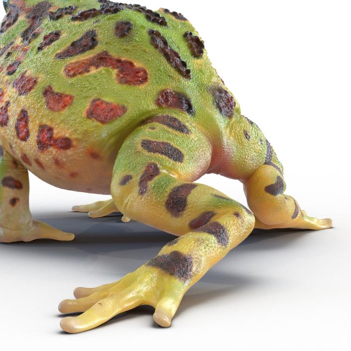 Pacman Frog Sitting Pose 3D model