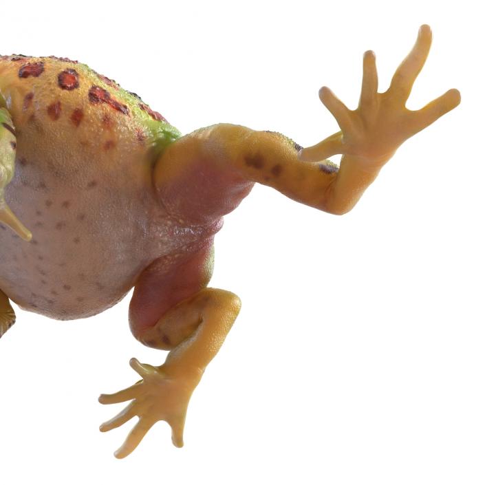 Pacman Frog Sitting Pose 3D model