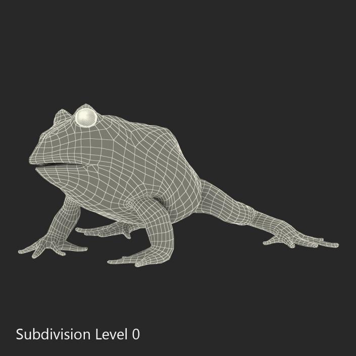 Pacman Frog Sitting Pose 3D model