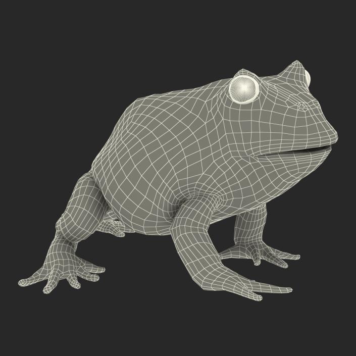 Pacman Frog Sitting Pose 3D model