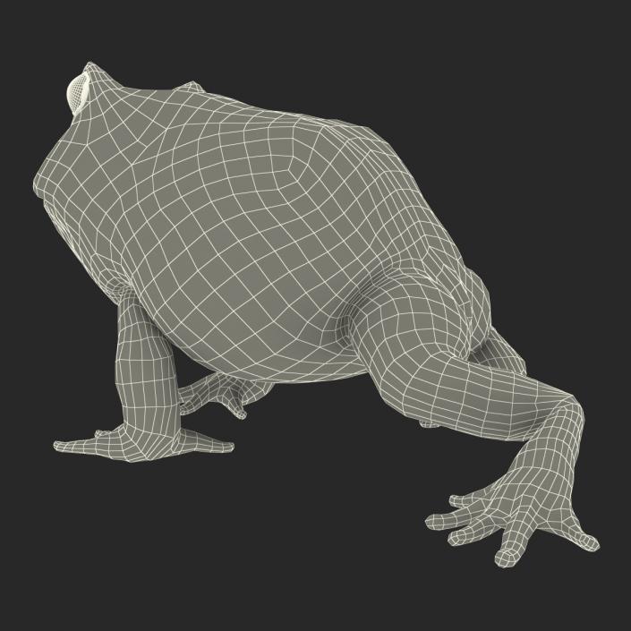 Pacman Frog Sitting Pose 3D model