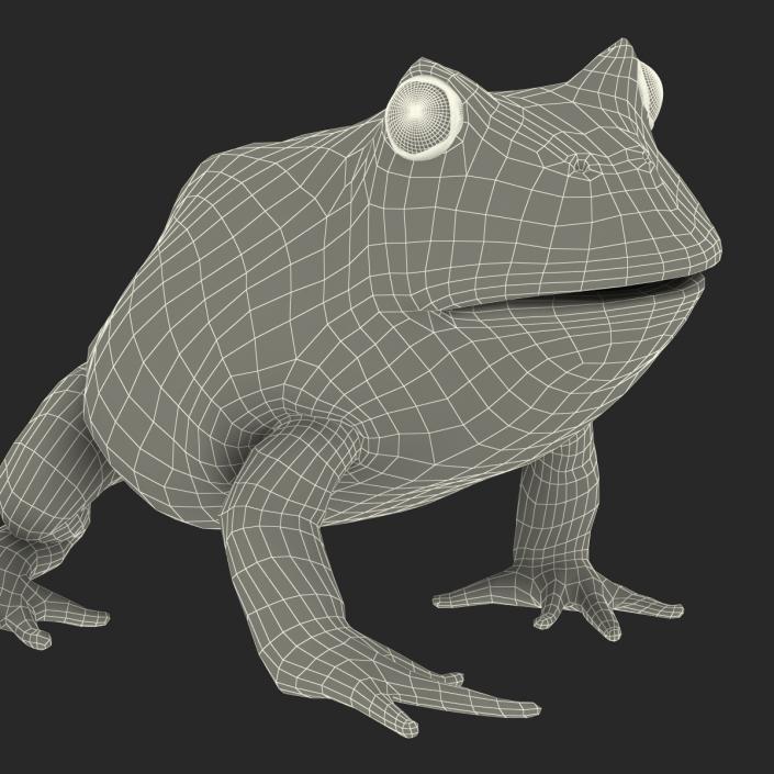 Pacman Frog Sitting Pose 3D model