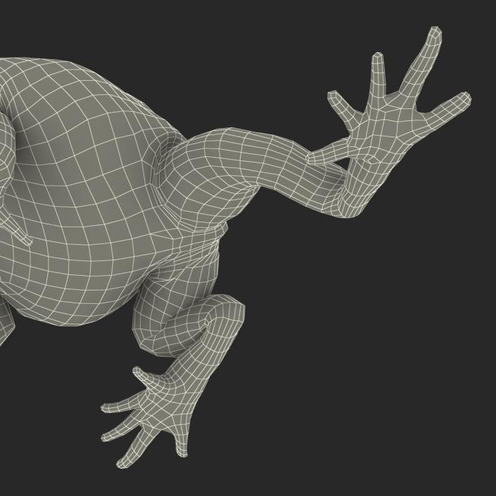 Pacman Frog Sitting Pose 3D model