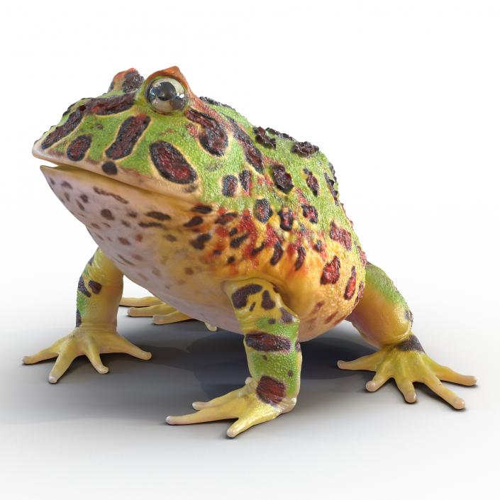 3D Pacman Frog Pose 3 model