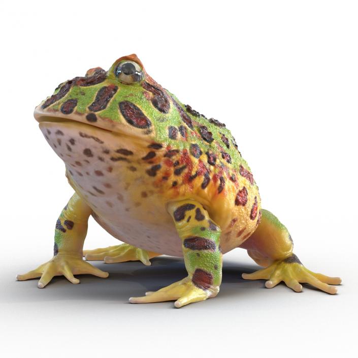 3D Pacman Frog Pose 3 model