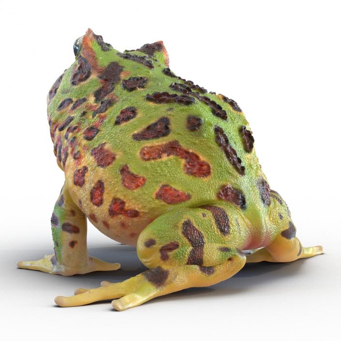 3D Pacman Frog Pose 3 model