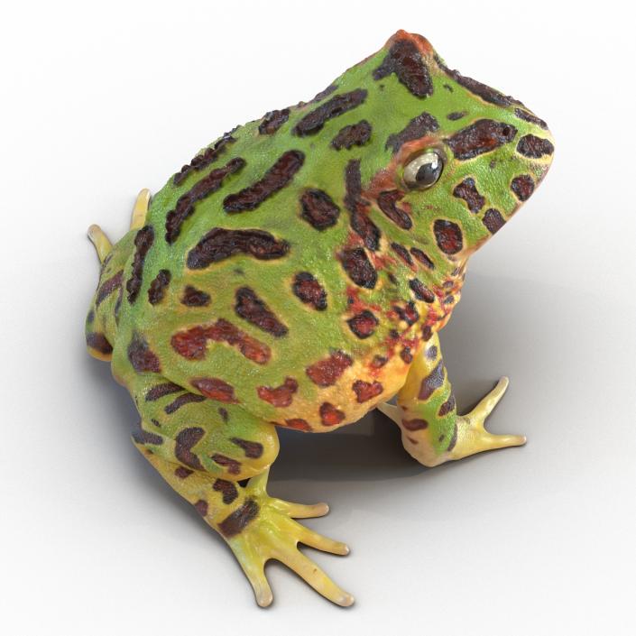 3D Pacman Frog Pose 3 model