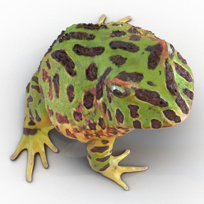 3D Pacman Frog Pose 3 model