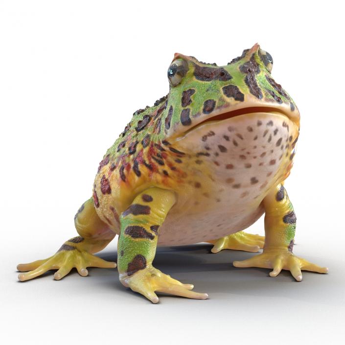 3D Pacman Frog Pose 3 model