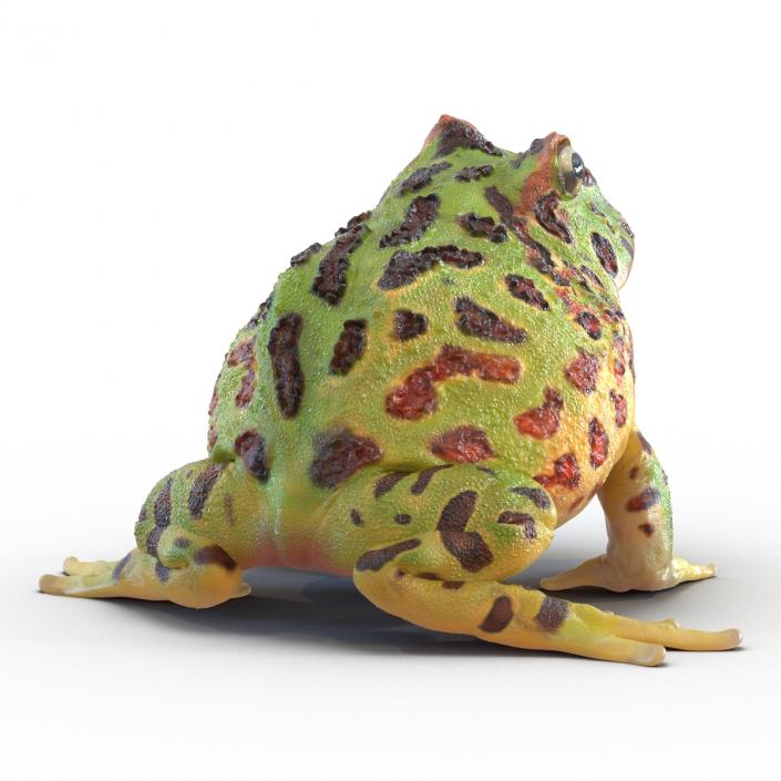 3D Pacman Frog Pose 3 model