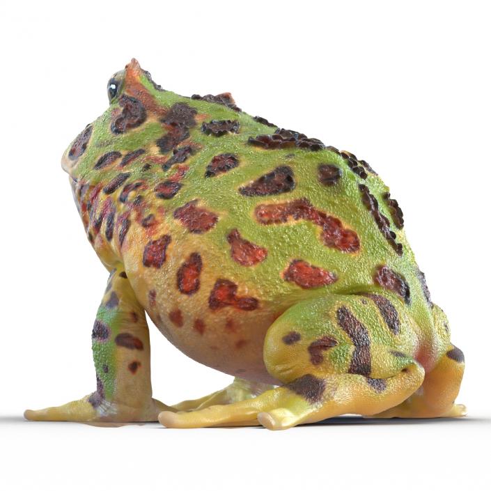 3D Pacman Frog Pose 3 model