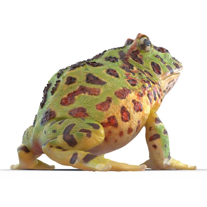 3D Pacman Frog Pose 3 model