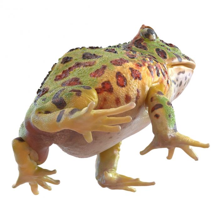 3D Pacman Frog Pose 3 model