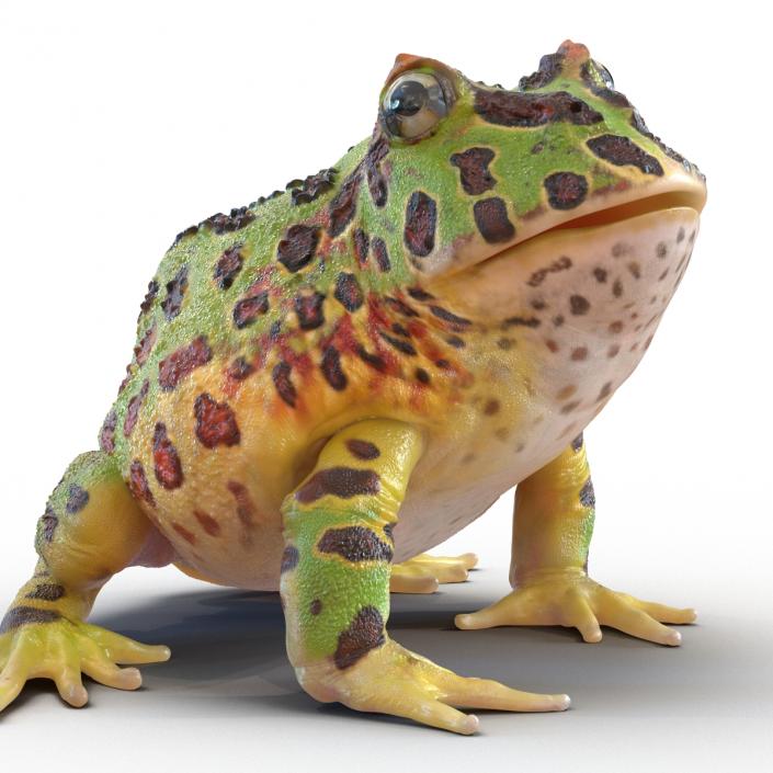 3D Pacman Frog Pose 3 model