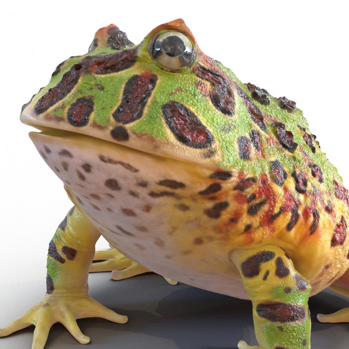 3D Pacman Frog Pose 3 model