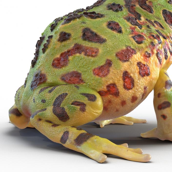 3D Pacman Frog Pose 3 model