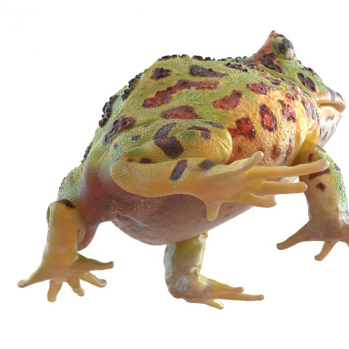 3D Pacman Frog Pose 3 model