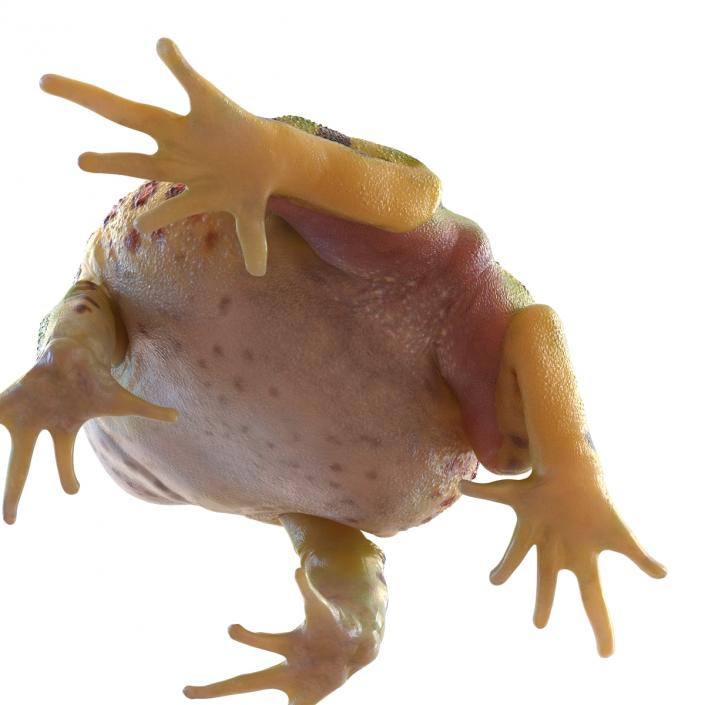 3D Pacman Frog Pose 3 model