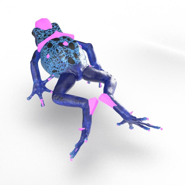 3D Poison Dart Frog Rigged model