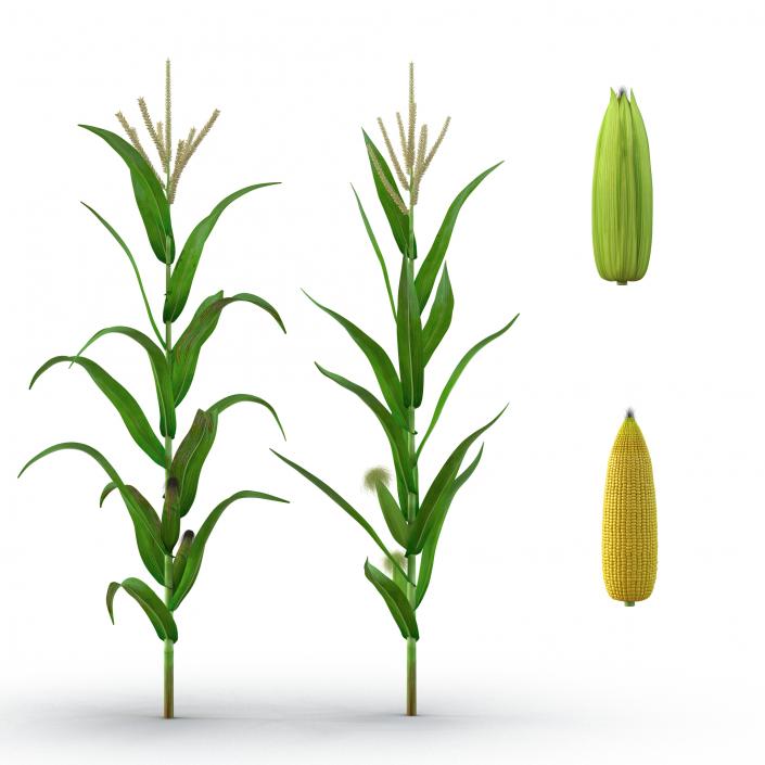 3D model Corn Collection