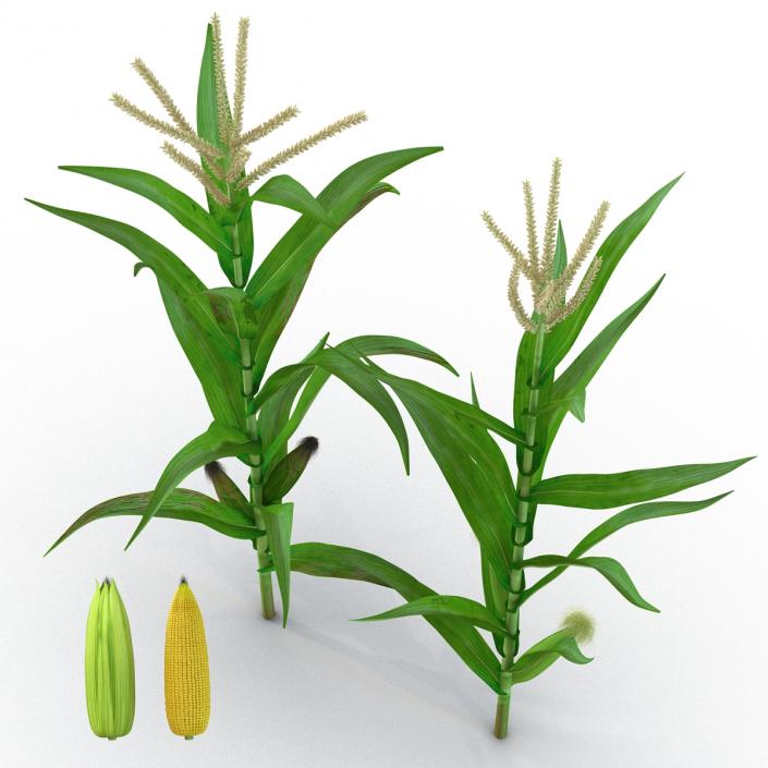 3D model Corn Collection